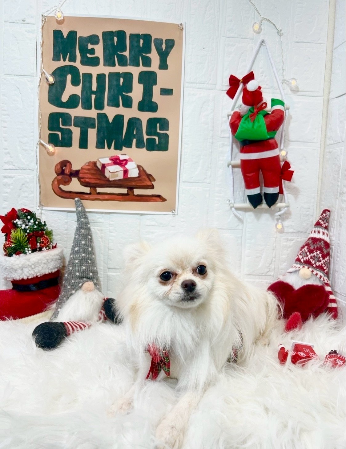 LINE始めました🎀メイン画像