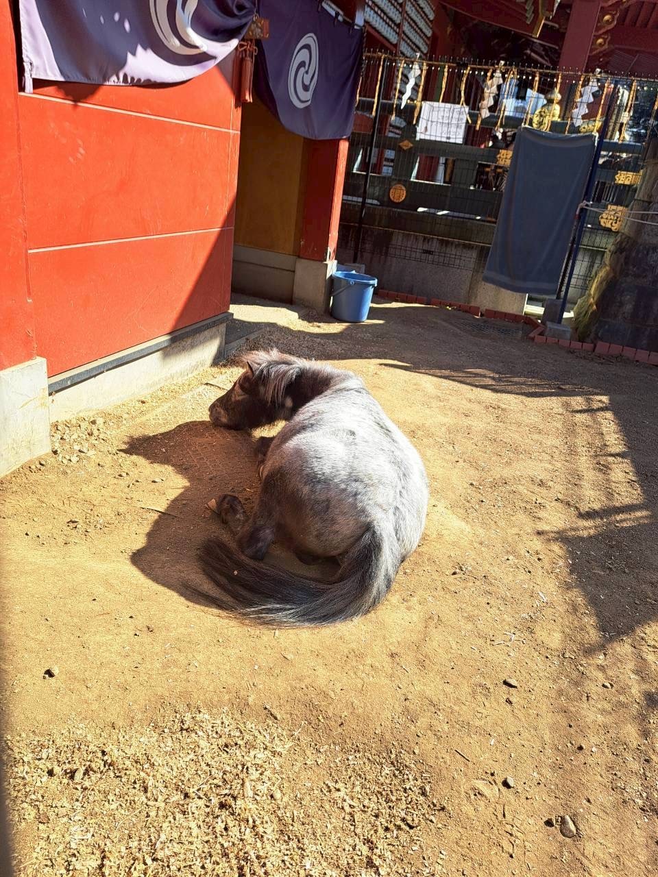 あかりちゃん🐴メイン画像