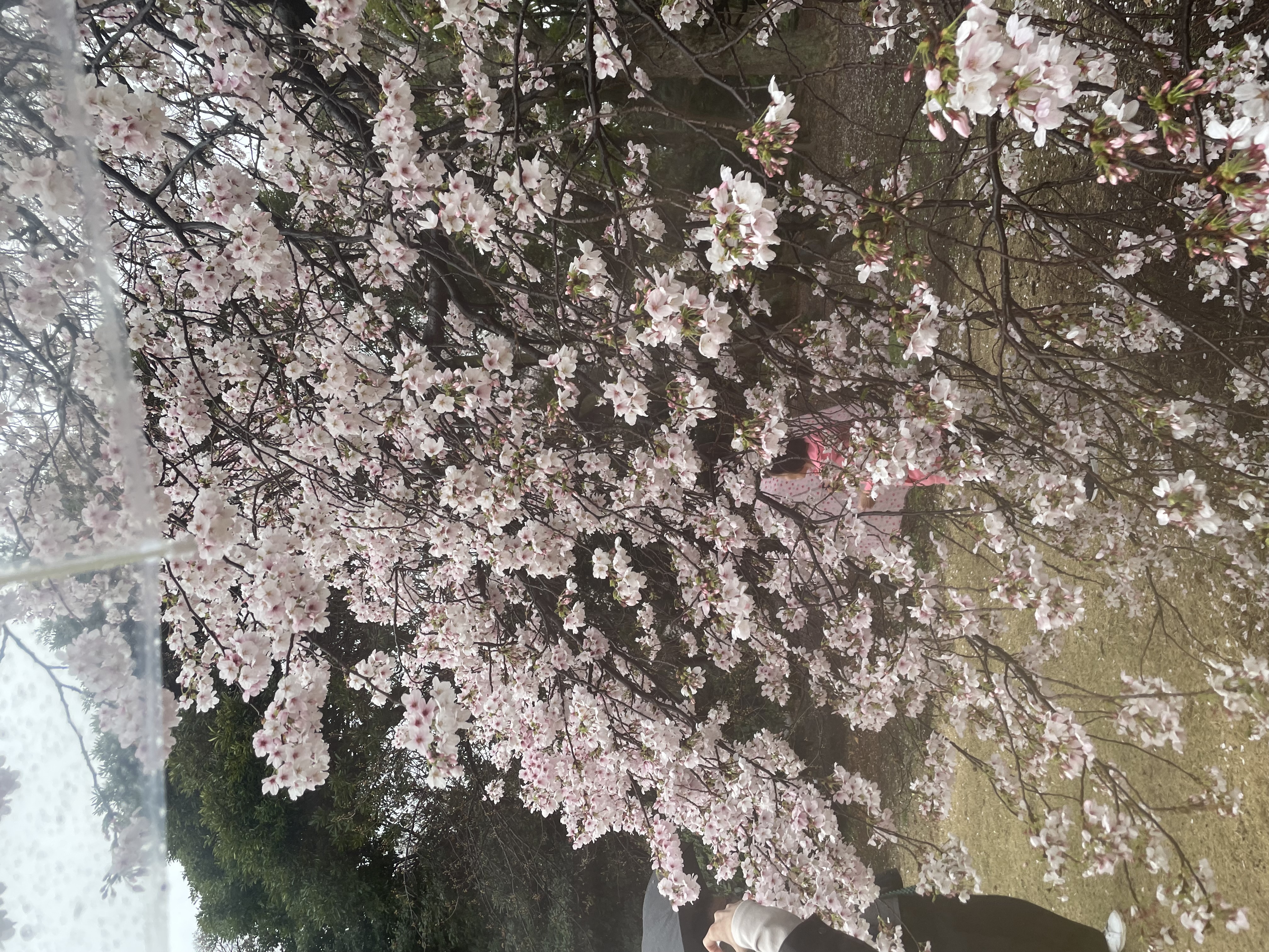 雨花見☔️🌸メイン画像