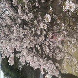 メンズエステブログ - 雨花見☔️🌸