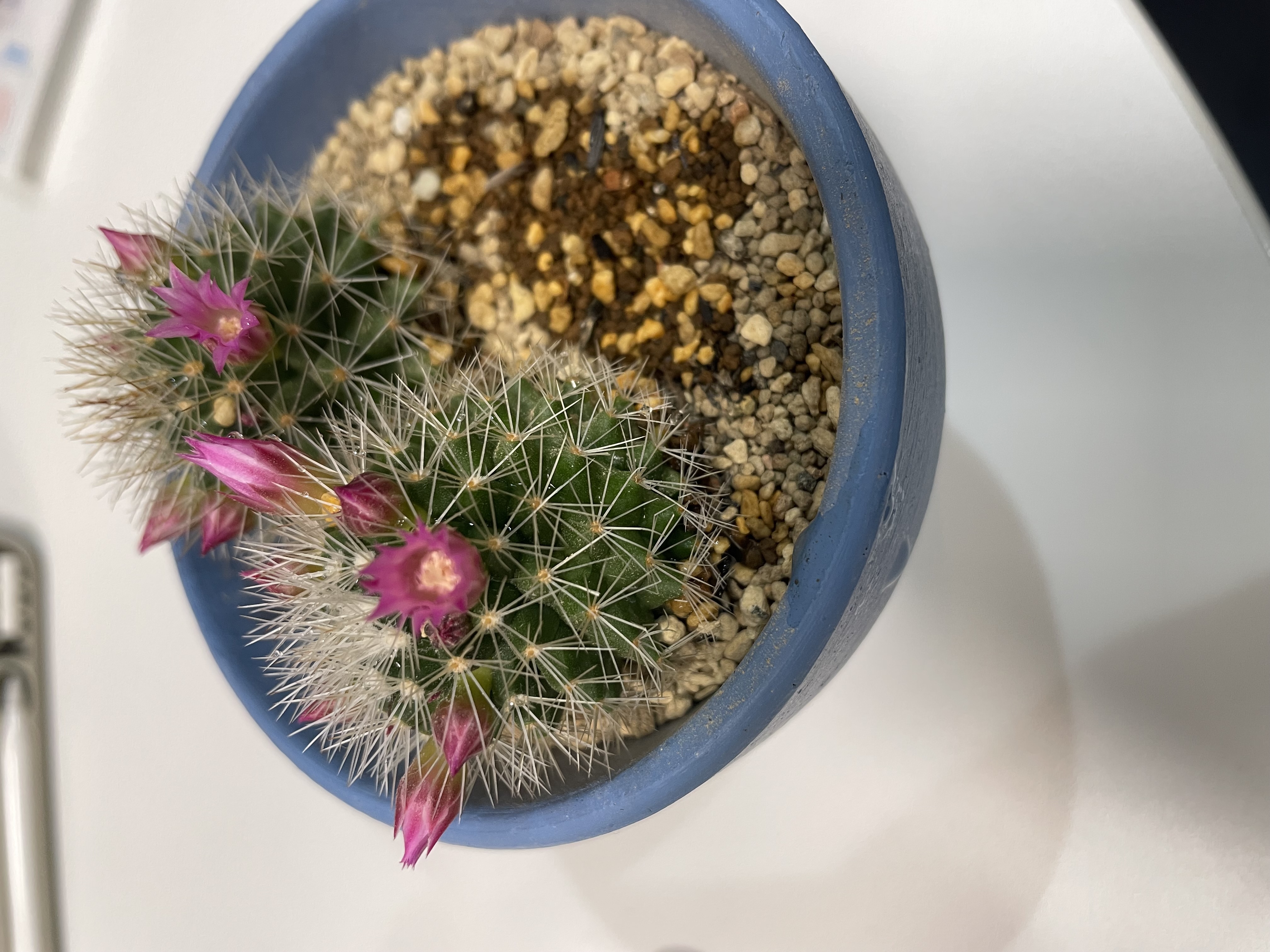 サボテンの花🌵メイン画像