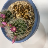 メンズエステブログ - サボテンの花🌵