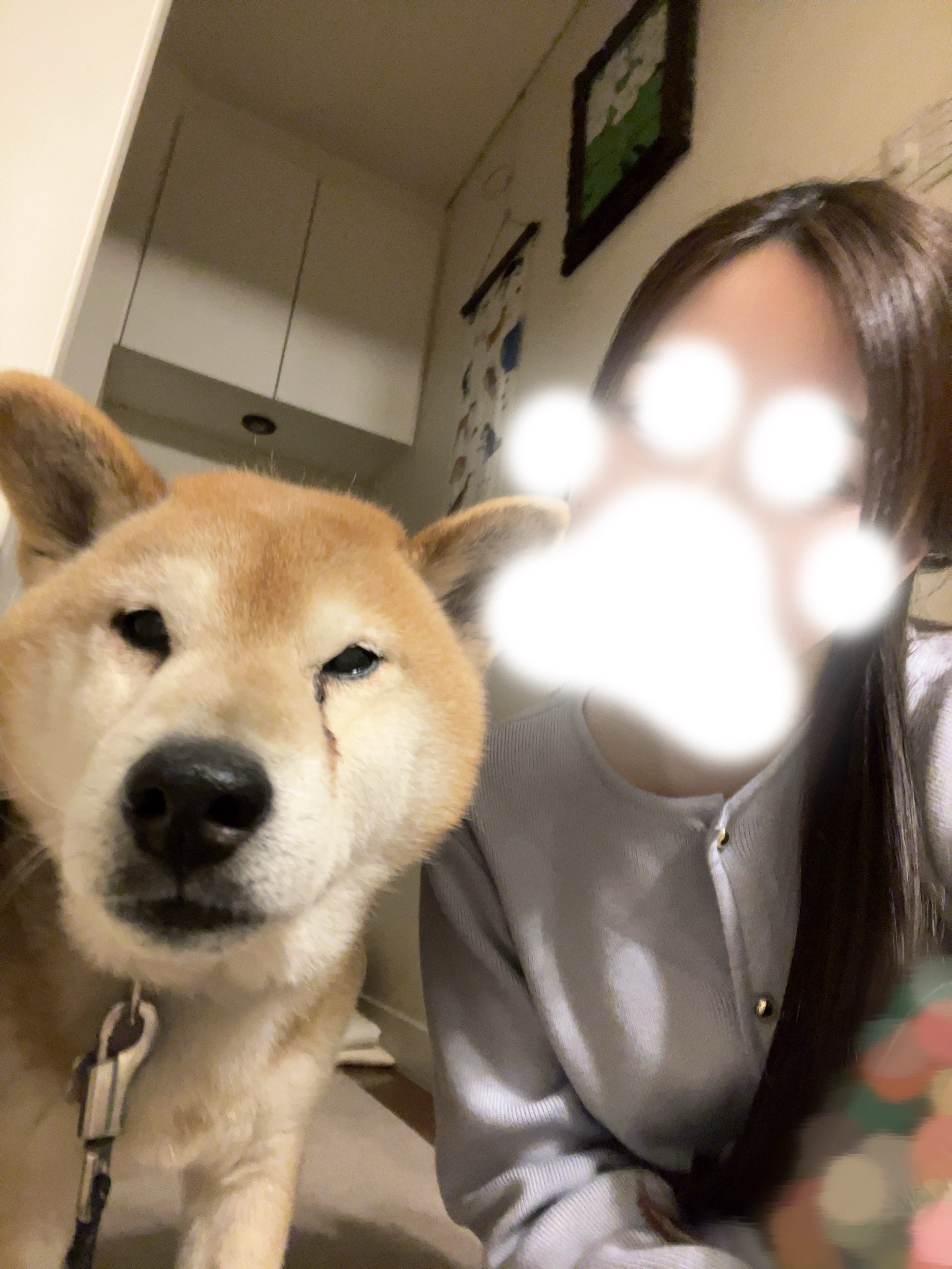 こんばんわん🐾メイン画像